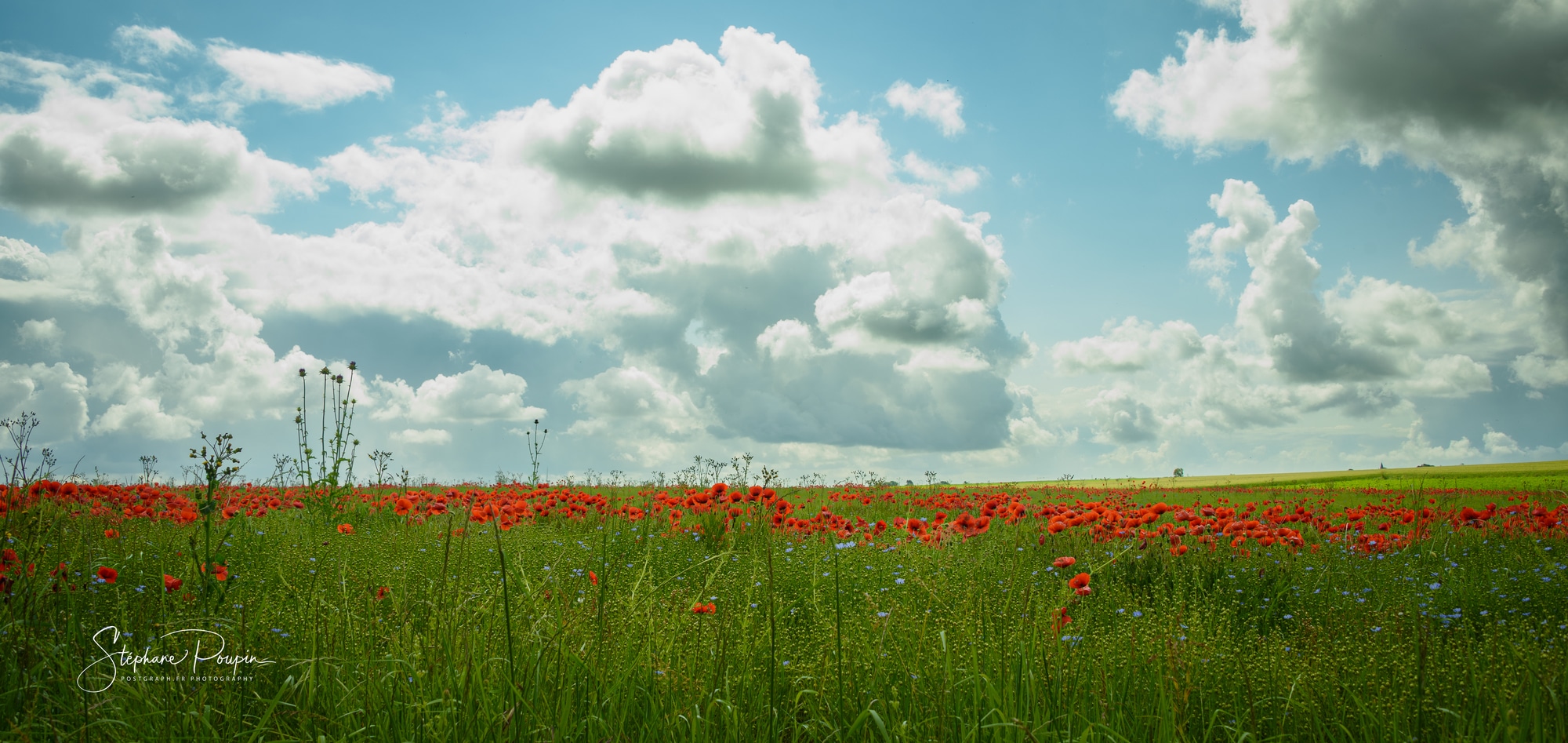 Champ de coquelicots