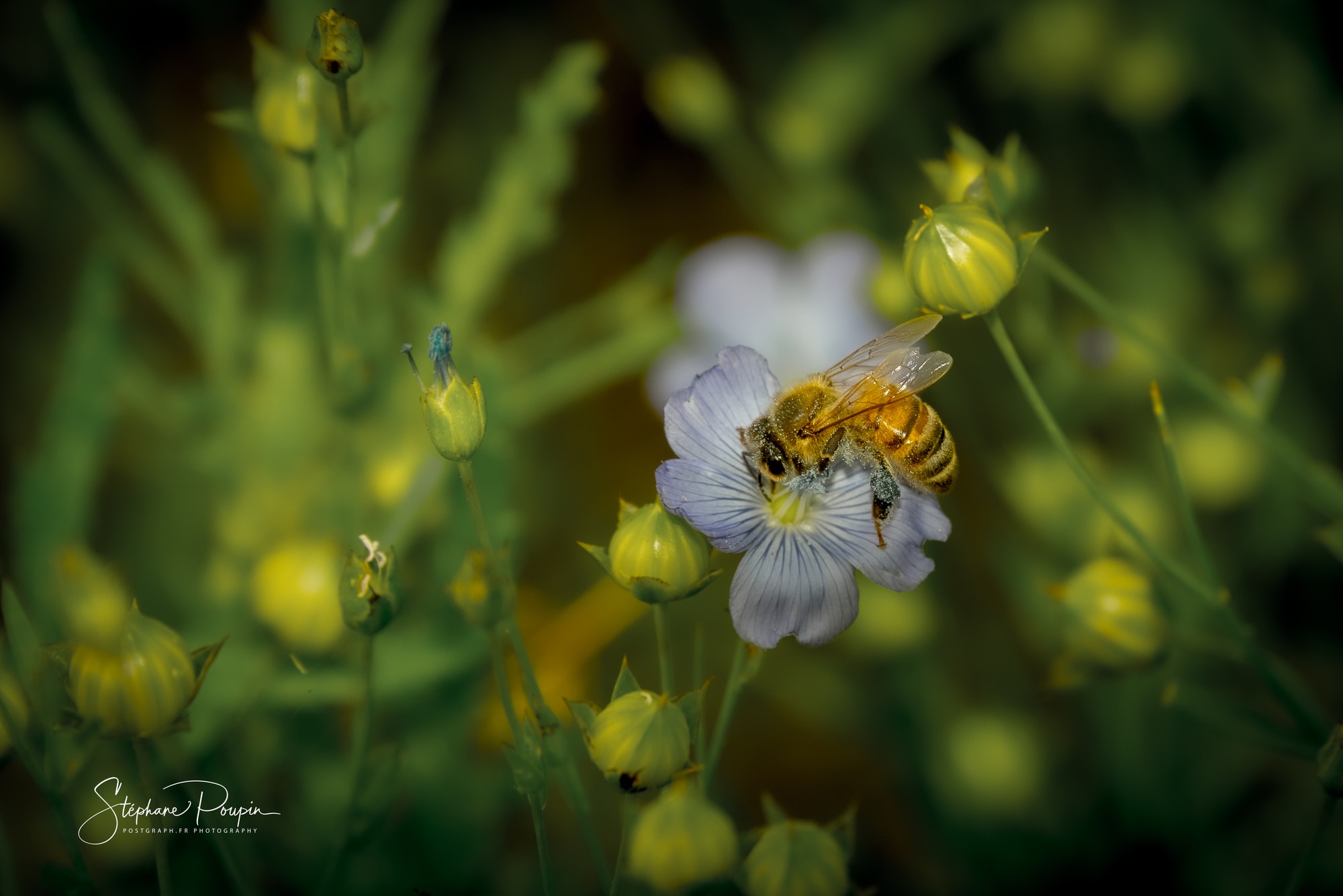 Abeille
