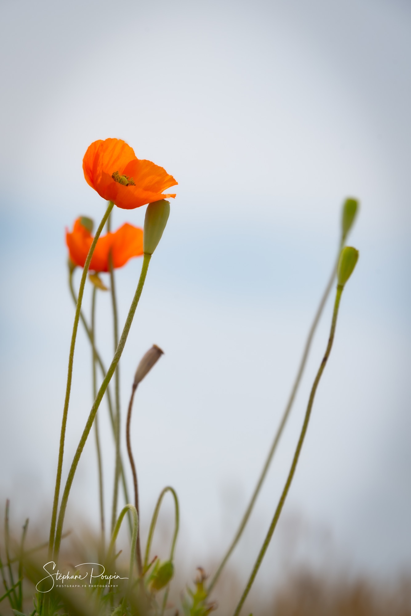 Coquelicots