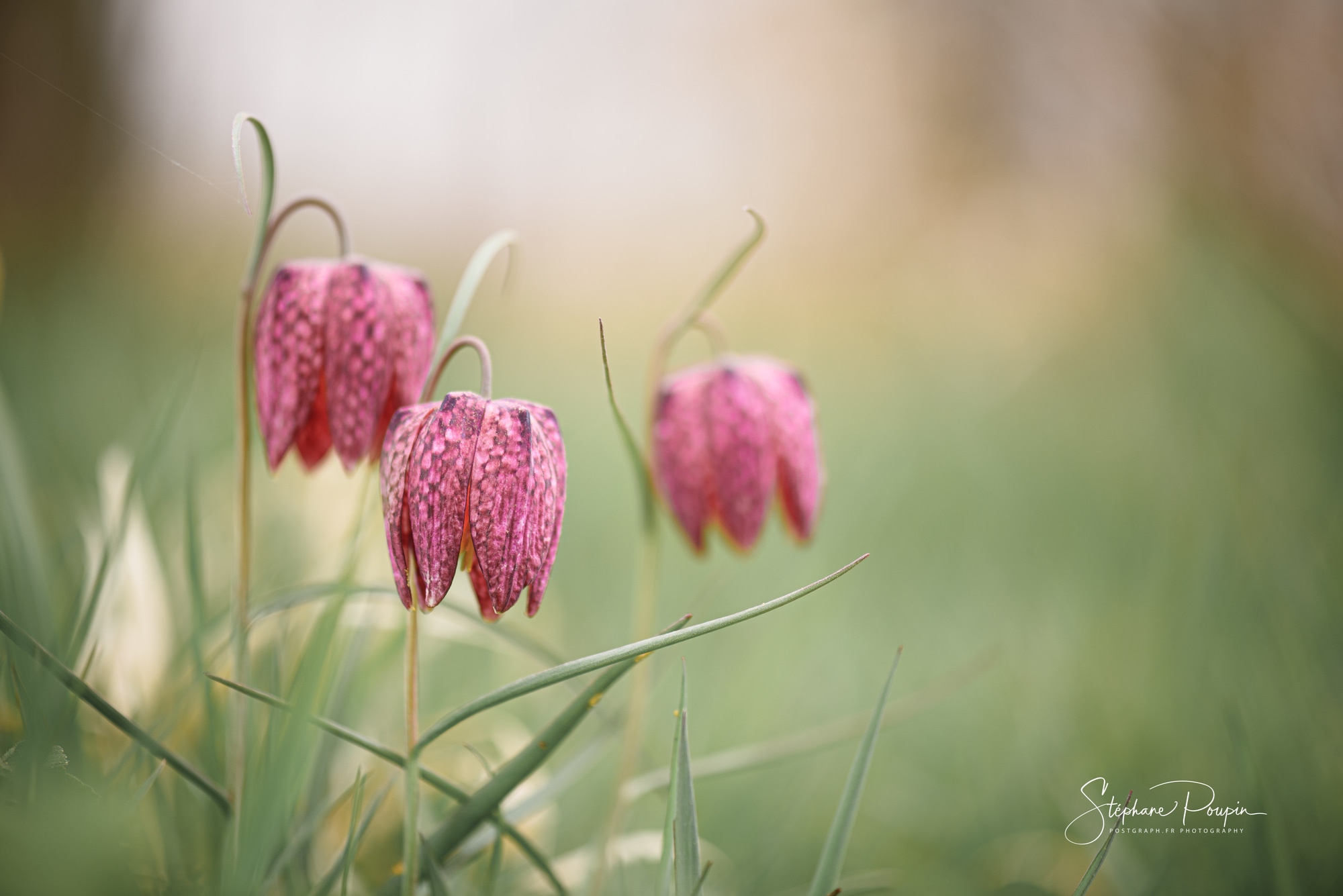 Fritillaire pintade